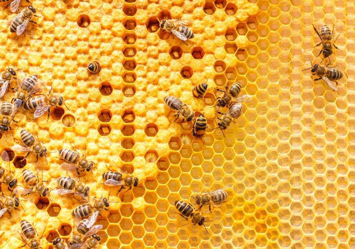 Пчелиный алгоритм и AI